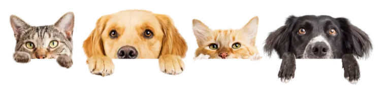 Dog cats