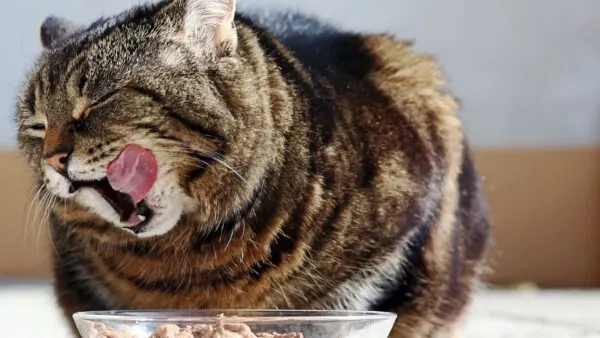 Wet food kucing dalam mangkuk dengan tekstur lembut dan menggiurkan.