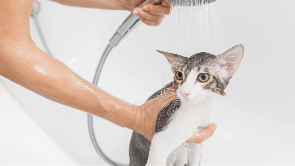 Seekor kucing yang tenang sedang dimandikan dengan lembut oleh pemiliknya di kamar mandi yang bersih dan nyaman