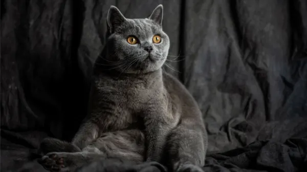 Kucing British Shorthair dengan wajah bulat dan mata besar yang menggemaskan