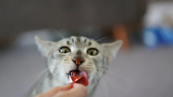 Kucing menikmati snack Deli-Joy dengan gembira