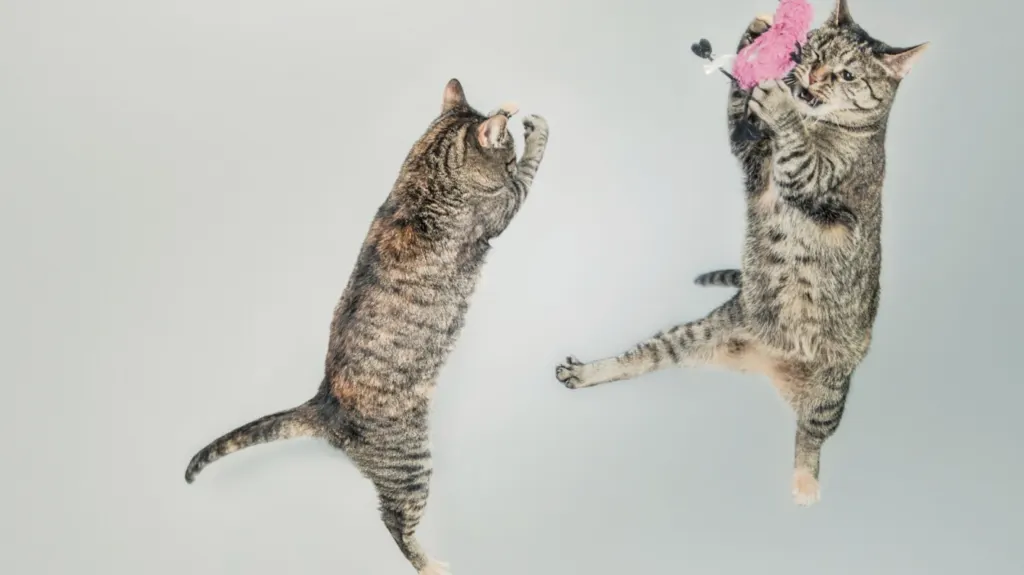 Kucing sehat dan aktif setelah mengonsumsi makanan kucing berkualitas