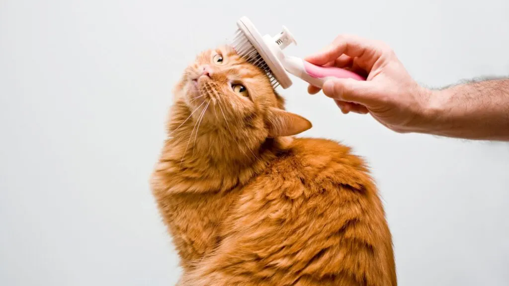 Kucing sedang disisir dengan lembut oleh pemiliknya