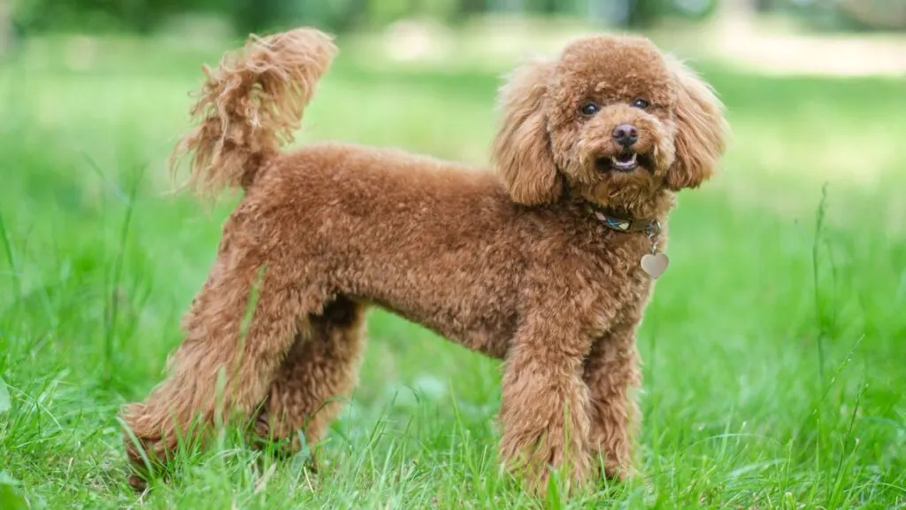 Anjing Poodle yang menggemaskan sedang bermain di taman, menunjukkan kepribadian ramah dan cerdas.
