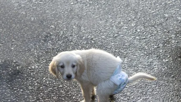 Adeaeaedaead (2)Seekor anjing kecil mengenakan Manner Wear dari Unicharm Pet Indonesia di taman umum.