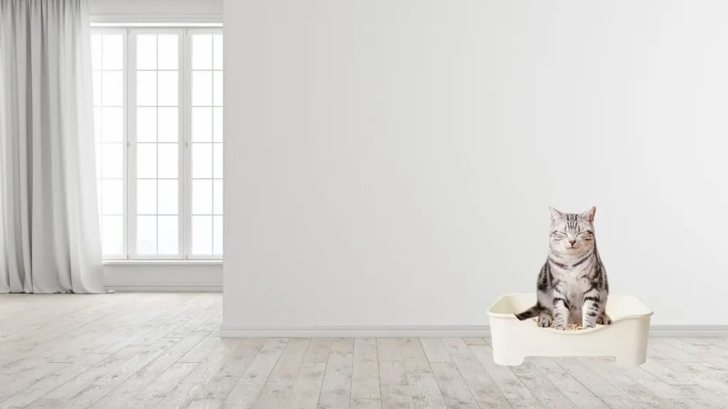 Kucing terlihat nyaman dan bahagia dengan buang air di pasir Deo-Toilet yang higienis.