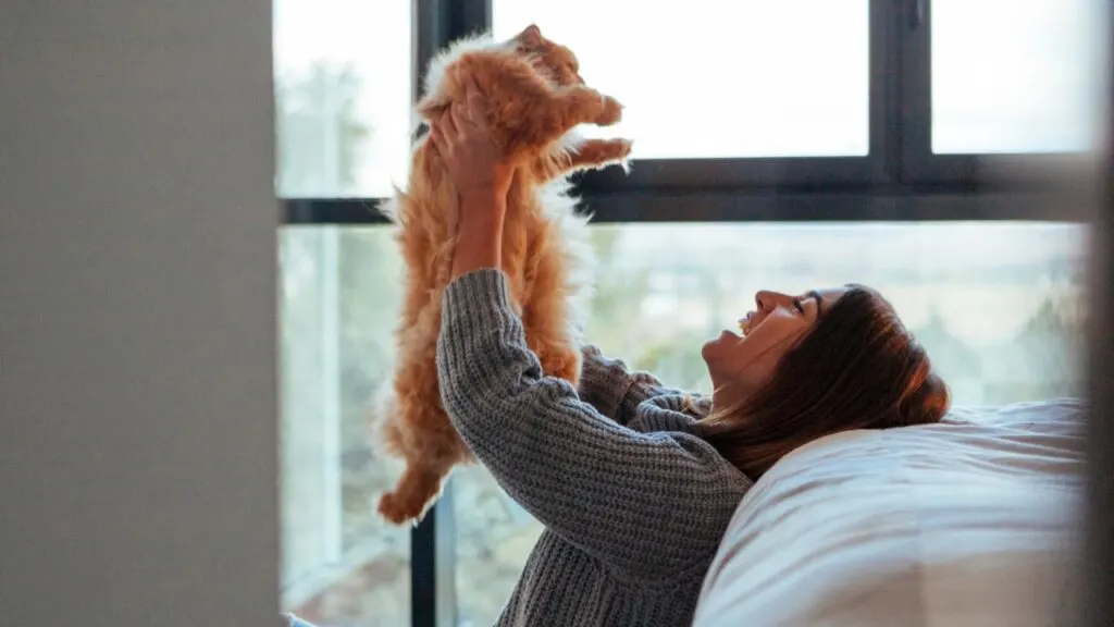Kucing sedang bermain bersama pemiliknya di dalam rumah