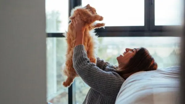 Kucing sedang bermain bersama pemiliknya di dalam rumah