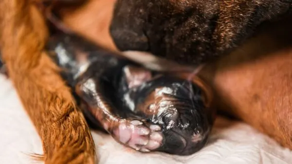 Proses melahirkan anjing ditemani oleh pemiliknya