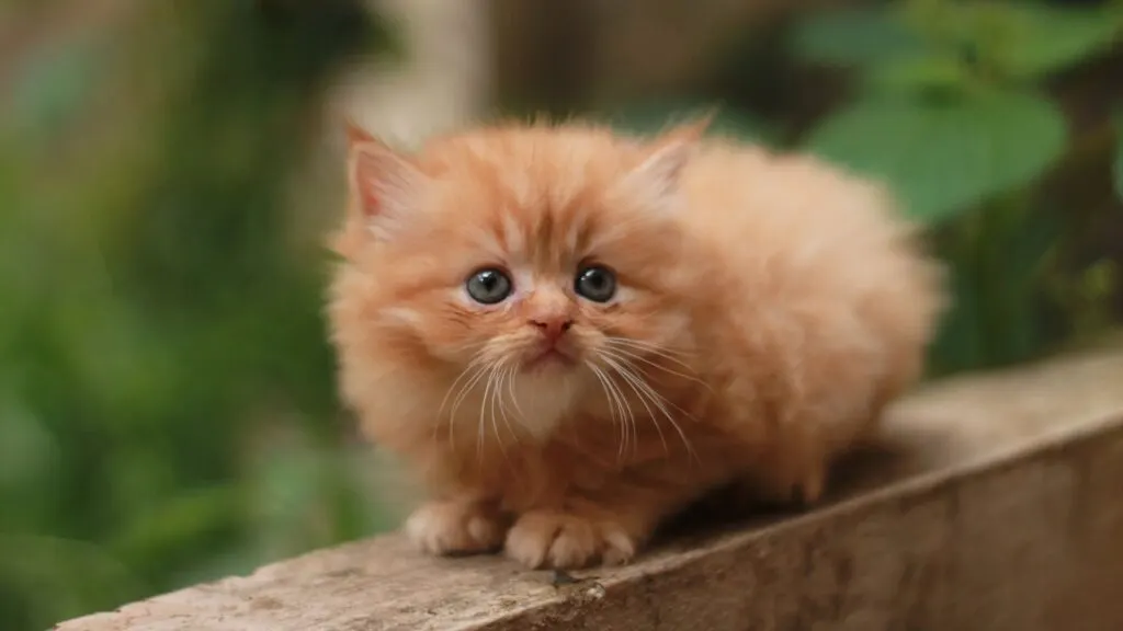 Kitten persia sedang bermain di halaman rumah