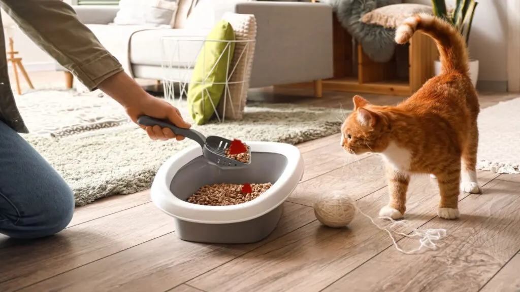 Kotoran kucing berdarah di dalam litter box sebagai tanda gangguan pencernaan