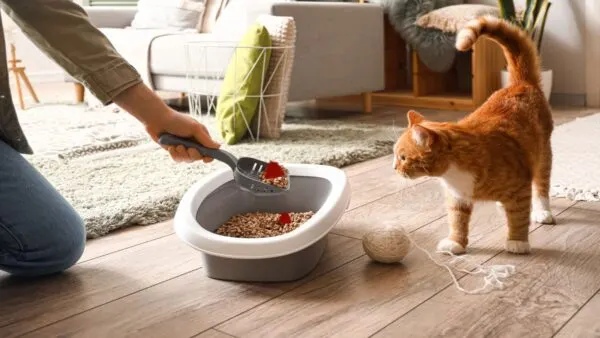 Kotoran kucing berdarah di dalam litter box sebagai tanda gangguan pencernaan