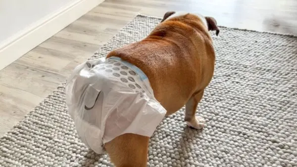 Anjing bergerak bebas dan aktif memakai popok di dalam rumah