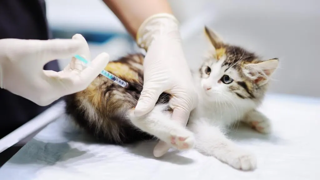 Pemberian vaksinasi pada kucing oleh dokter hewan