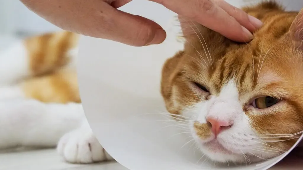 Tips Menghindari Kucing Sakit agar Tetap Aktif