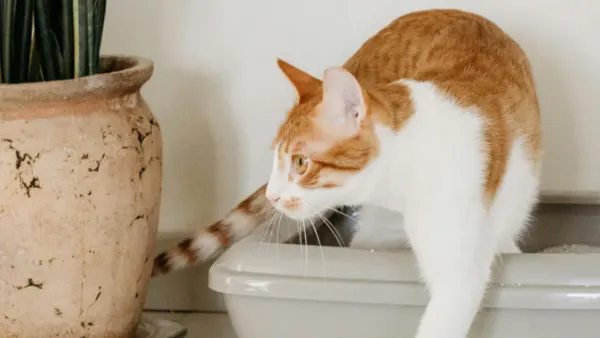 Mengenal Bahasa Kucing