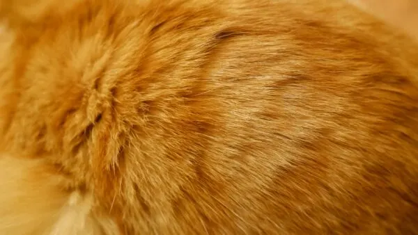 Perawatan Kucing Botak