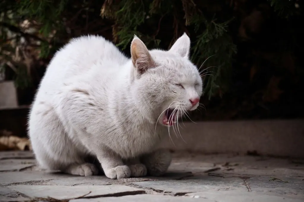 Penyebab Kucing Muntah
