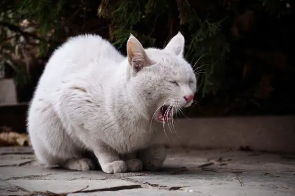 Penyebab Kucing Muntah
