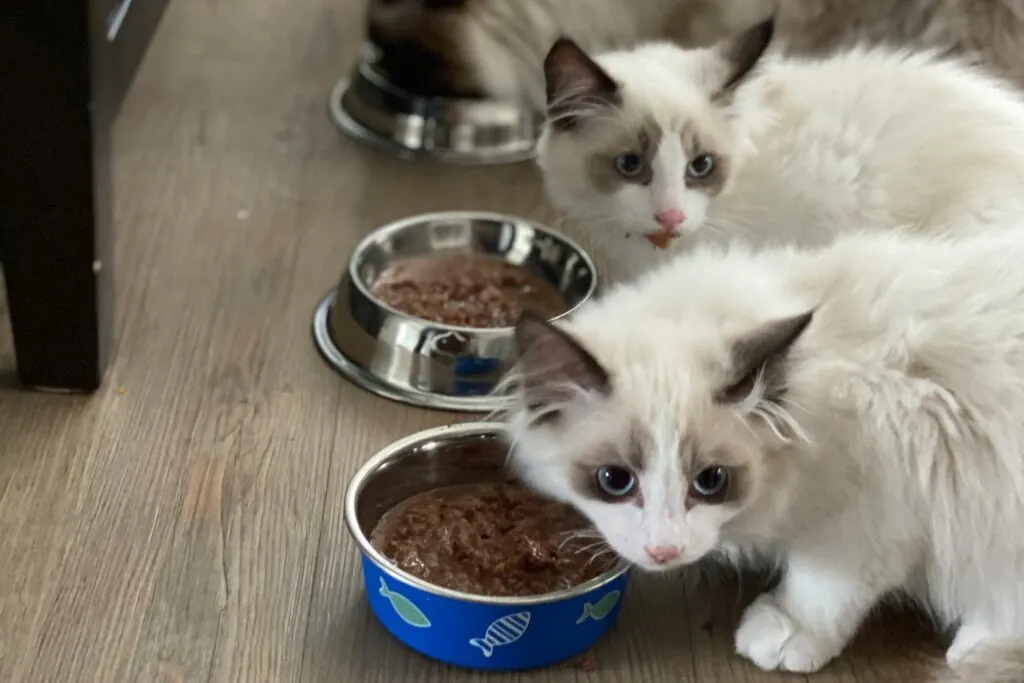 Makanan Kucing Halal untuk Anabul Kesayanganmu