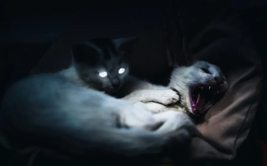 Kenali Ciri-Ciri Kucing Terkena Rabies