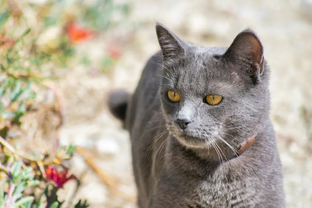 Fakta Menarik Kucing Busok Ras Kucing Asli Indonesia