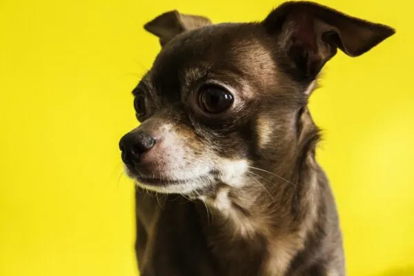 Cara Perawatan Anjing Chihuahua yang Tepat