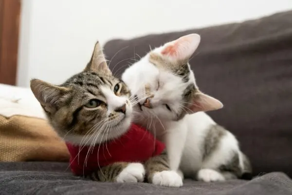 Cara Mudah Kenali Perbedaan Kucing Jantan dan Betina