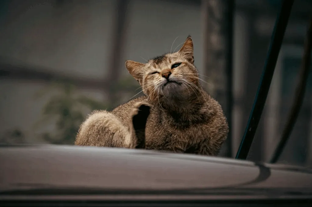 4 Cara Ampuh Mencegah Kutu Kucing Pada Peliharaanmu