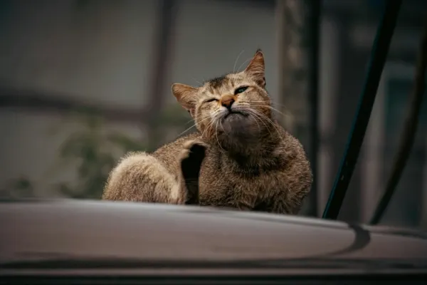 4 Cara Ampuh Mencegah Kutu Kucing Pada Peliharaanmu