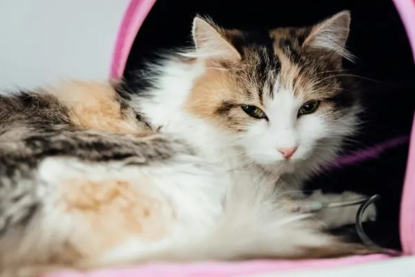 Cegah Kucing Diare Karena Salah Makan
