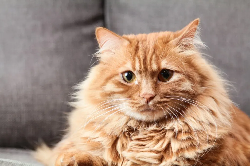 Kenali Fakta dan Mitos Sifat Kucing Oren