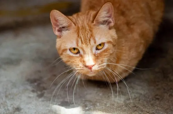 Hal yang Harus Dilakukan Saat Kucing Flu