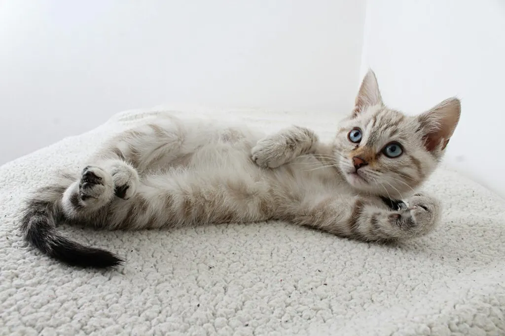 Tutorial Melatih Kitten Pup di Litter Box