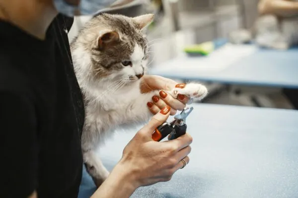 Tips Memotong Kuku Kucing Tanpa Drama
