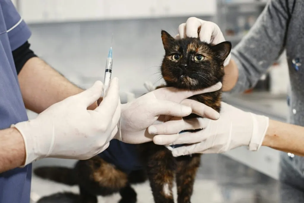 Pelajari jenis-jenis vaksin kucing dan biayanya! Jaga kesehatan si manis dengan informasi lengkap tentang vaksinasi yang perlu kamu ketahui.