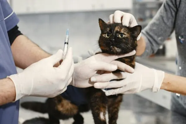 Pelajari jenis-jenis vaksin kucing dan biayanya! Jaga kesehatan si manis dengan informasi lengkap tentang vaksinasi yang perlu kamu ketahui.