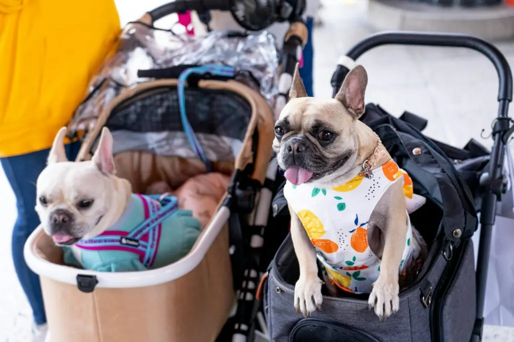 5 Mall Pet Friendly di Jakarta untuk Mengisi Akhir Pekan