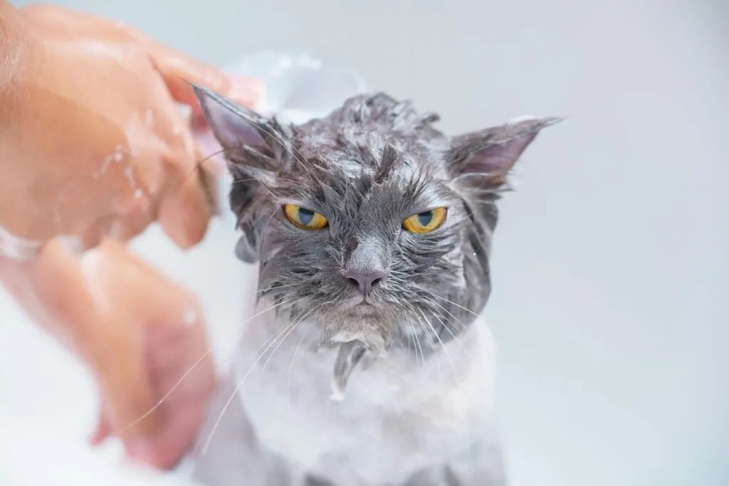 Jadwal Grooming Kucing yang Benar dalam Satu Bulan
