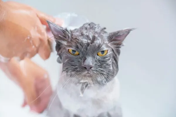 Jadwal Grooming Kucing yang Benar dalam Satu Bulan
