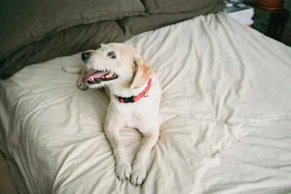 Rekomendasi Underpad Anjing Seharian di Dalam Rumah