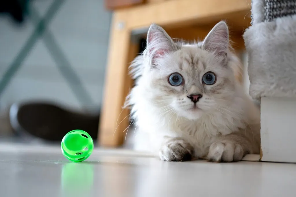 4 Jenis Mainan Kucing yang Aman untuk Sesi Bermain