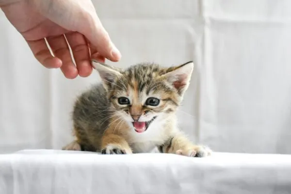 Panduan dan Rekomendasi Makanan Basah untuk Anak Kucing