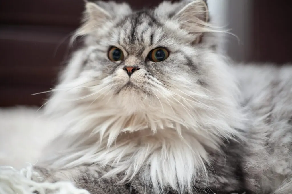 Tips Memilih Kandungan Shampo Kucing Untuk Kesehatan Bulu