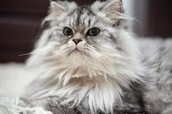 Tips Memilih Kandungan Shampo Kucing Untuk Kesehatan Bulu