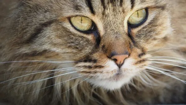 Cara Membersihkan Mata Kucing Tanpa Drama
