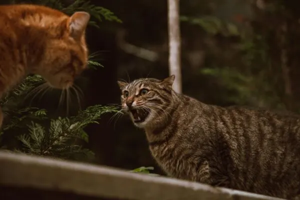 Tips Menangani Kucing Berantem di Rumah