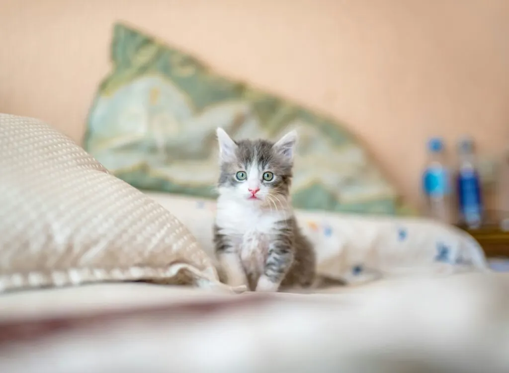 Usia Ideal Untuk Kitten Mulai Mencerna Makanan