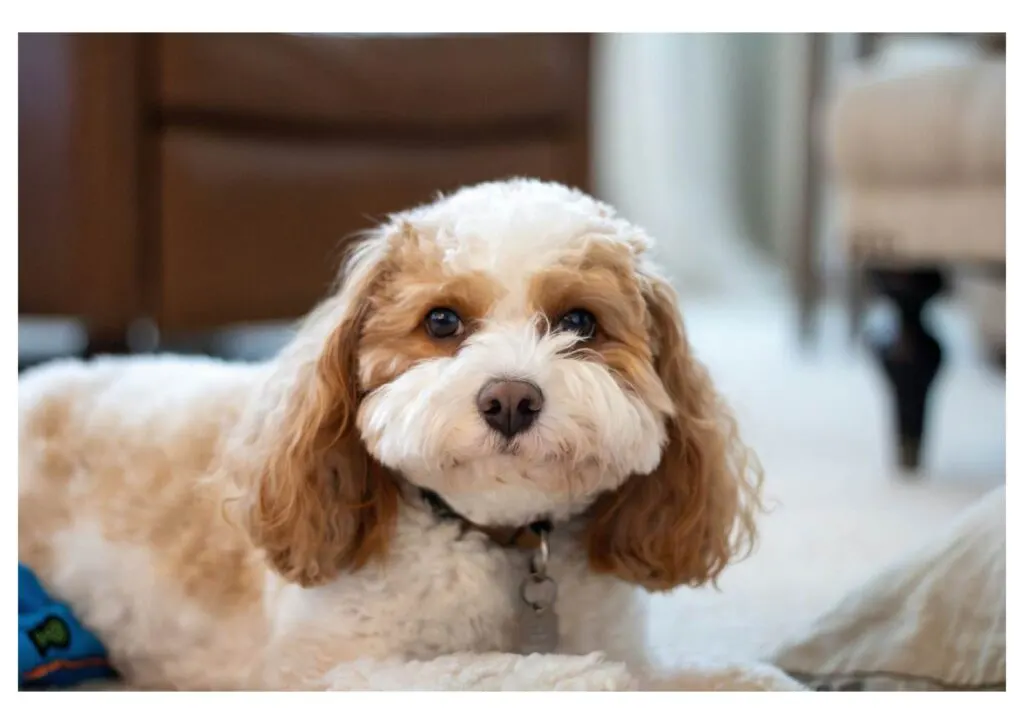 Perawatan Harian Terbaik untuk Anjing Toy Poodle
