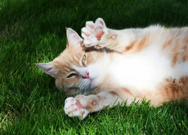 Makanan yang Bagus untuk Imunitas Kucing